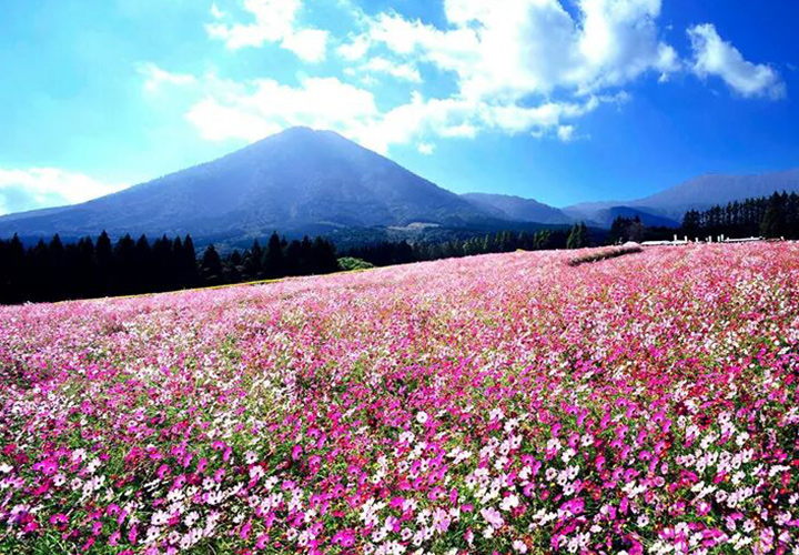 花之站　生駒高原