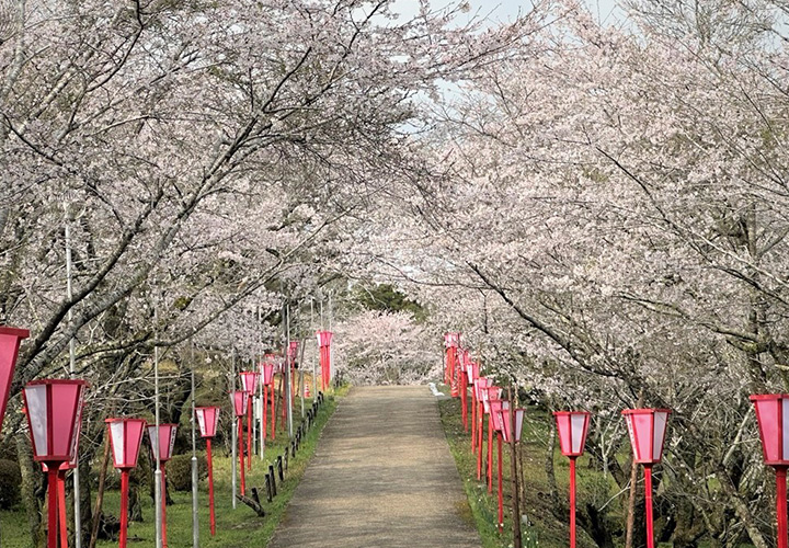 櫻花雲海高原漫遊