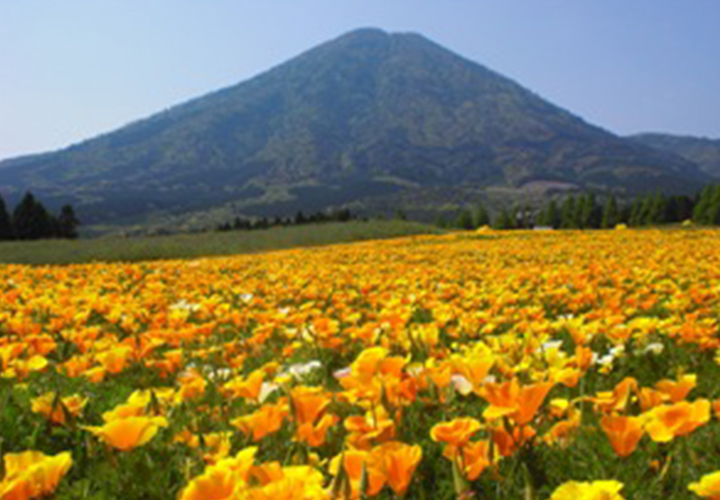 春天漫遊賞花之旅