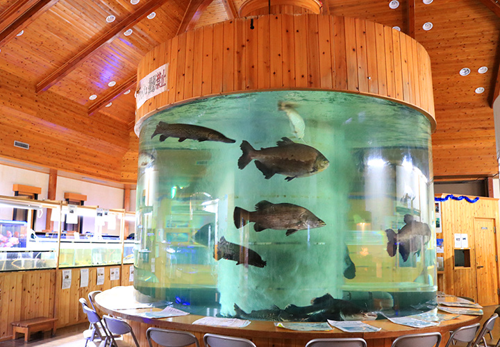 出之山淡水魚水族館