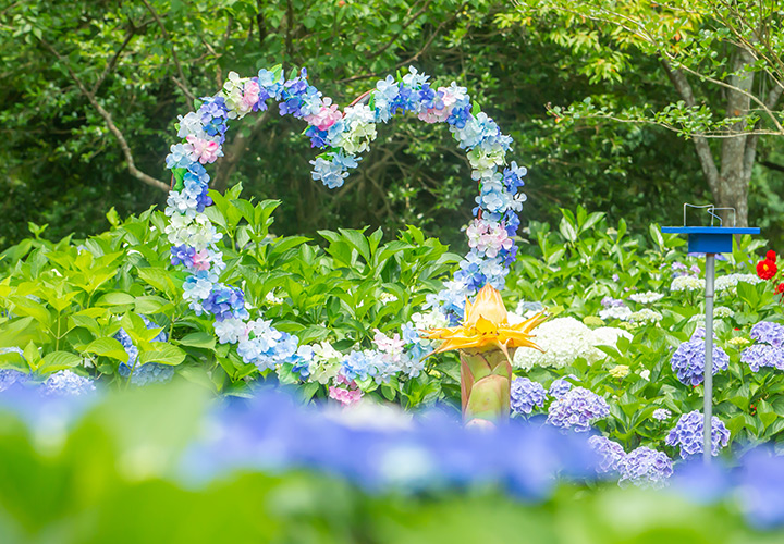紫陽花海清涼漫遊